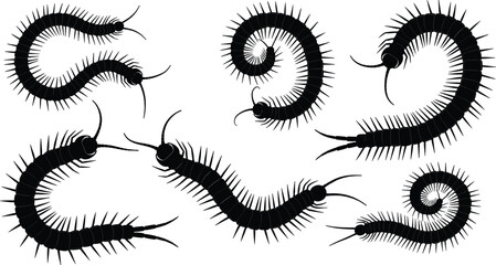Vector collection of black centipede silhouettes in various crawling and curled poses, insect pest control icons for biology and nature design. © farzana