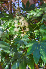 ヤツデ・秋に咲くヤツデの花・Japanese Aralia