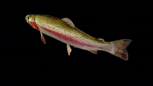 Rainbow Trout Fish - Swim Loop - Back Side Angle Close Up View - Alpha Channel - Realistic naturalistic Full HD 3D animation isolated on transparent background