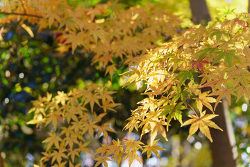 日本の秋・紅葉・もみじ