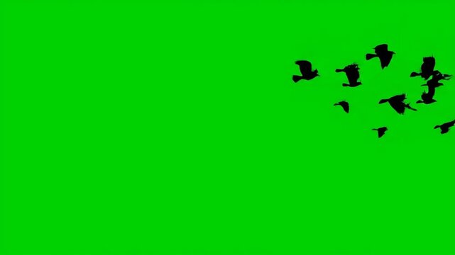 Birds Flying on Green Screen - This video shows three birds silhouetted against a bright green screen background. The birds are flying at different altitudes in the right side of the shot.