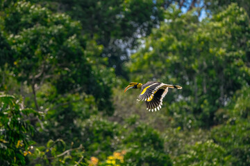 The bill and large hump are yellow. The face is black. The throat is white or yellowish-white. The body is black. The wings are black with a wide yellow stripe running down the middle of the wings.