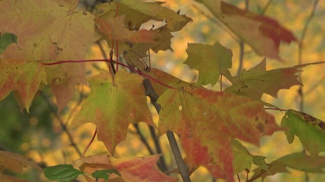 Vibrant autumn leaves in yellows and oranges cling to thin branches in the wind. Capturing the quiet beauty of fall in a natural scene perfect for seasonal and outdoor themes.