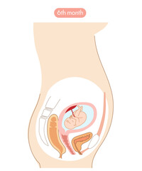 妊娠６か月の女性の子宮内と赤ちゃんの成長がわかる断面イラスト