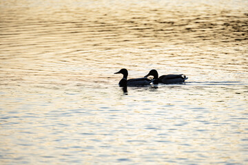 Evening lake scene with tranquil ducks, Calm evening scene capturing pairs of ducks amid gentle ripples and warm