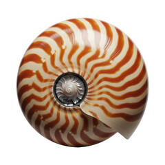 Vibrant nautilus shell with intricate spiral patterns isolated on a transparent background