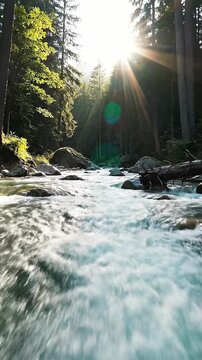River in the forest with rocks. Morning in the forest