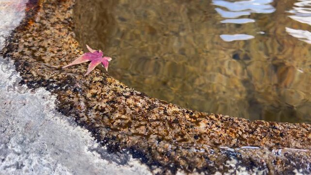 Lone red maple leaf floats in water in shallow granite stone basin