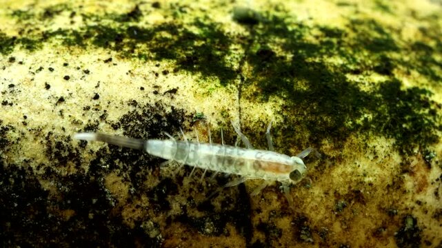 Tiny mayfly nymph (Baetis sp.) clinging to a rock in a trout stream, underwater perspective, extreme macro close-up.