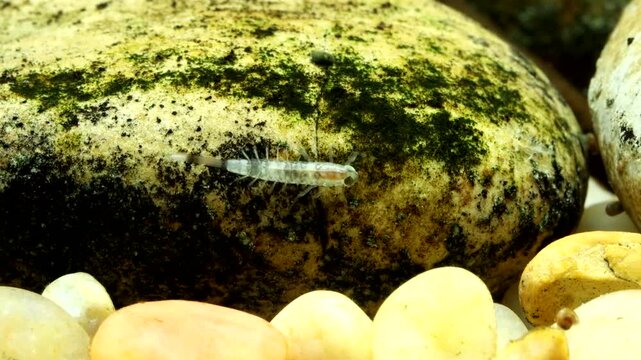 Tiny mayfly nymph (Baetis sp.) clinging to a rock in a trout stream, underwater perspective, macro close-up.