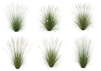 Soft Pink Muhly Grass Plant Collection Isolated on Transparent