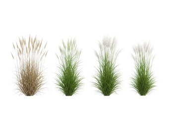 Obraz premium Decorative Set of Pink Muhly Grass for Garden Projects