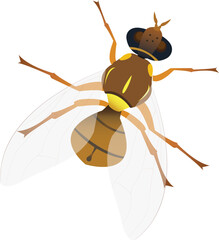 The Oriental fruit fly is a major pest that damages a variety of fruits.