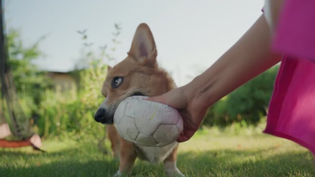 Dog Toys Playfulness, Corgi Tugs Ball Outdoors Happily, Corgi Enthusiastically Bites Ball Held By Owner In Garden Setting, Energetic Dog Joyfully Tugs At Toy As Owner Watches In Lush Backyard