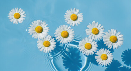 Fototapeta premium Floral Serenity: Delicate Chamomile Flowers Floating on Aqua Surface Creating Calm Ripple Effect Floral Arrangement Tranquility Natural Beauty