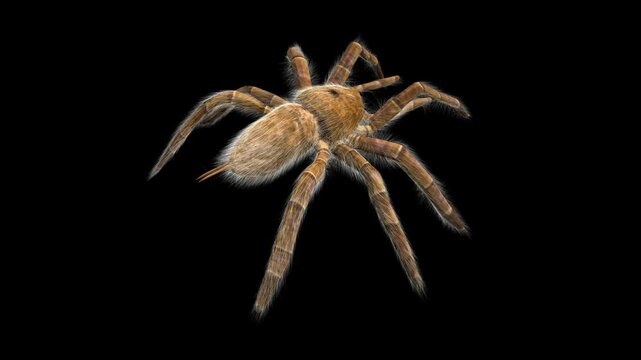 Tarantula Spider - Birdeater Goliath - Walk Loop - Back Angle Close Up View - Alpha Channel - Realistic naturalistic Full HD 3D animation isolated on transparent background