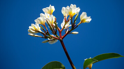 White frangipani flowers on the tree with blue sky background