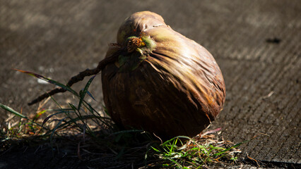 Coconut on the ground in the garden. Selective focus.