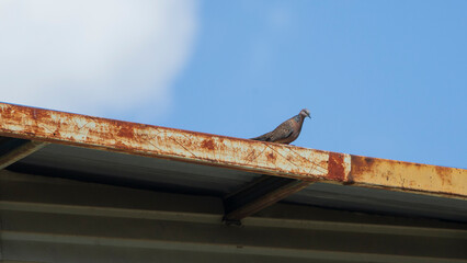 Pigeon sitting on the roof of a house with blue sky