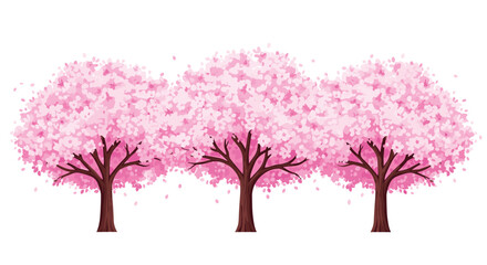 Fototapeta premium Beautiful row of three Japanese cherry blossom trees in full pink bloom with petals falling, isolated on white background.