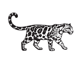 Borneo Leopard white background.