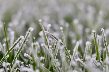 Hoarfrost covering green grass blades in winter garden, nature background showing frozen lawn texture