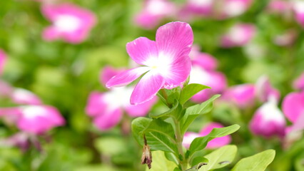 Catharanthus roseus or Madagascar periwinkle with bokeh blossom in garden