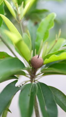 Sapodilla fruits on the tree in the garden.