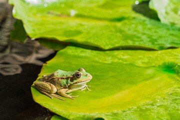 A vibrant green frog is perched on a lush lily pad surrounded by calm water in a serene pond. This image captures the beauty of nature, perfect for educational and eco-tourism projects.