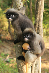 Obraz premium Baby Dusky langur or Leaf Monkeys and mother, rare wildlife in Prachuap Khiri Khan, Thailand