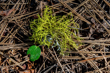 Reindeer Lichen (Cladonia sp)