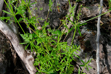 Rough Bedstraw (Galium asperellum)