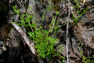 Rough Bedstraw (Galium asperellum)