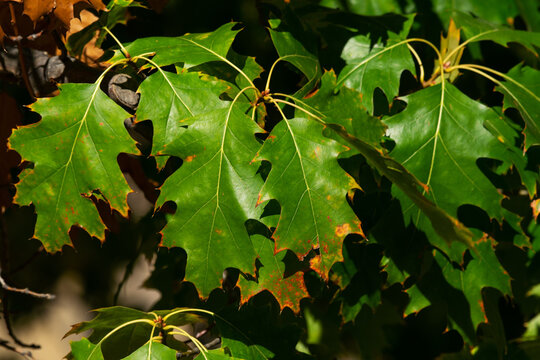 Northern Red Oak (Quercus rubra)