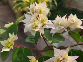 Stunning 'Cherry Blossom' bougainvillea in full bloom, showcasing delicate white and green with pink edged bracts . A vibrant display of natural beauty. 
