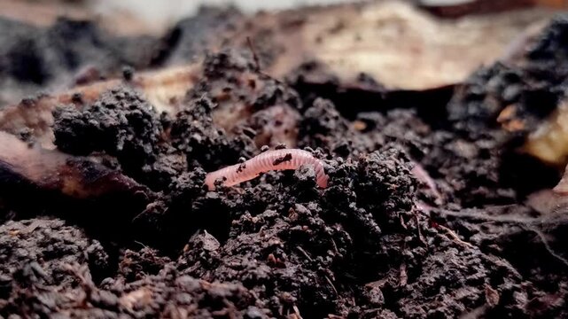 Red earthworms (Eisenia fetida or Red Worms) on the surface of the soil with bananas and their peels. Red earthworms are the most effective at converting organic waste into compost