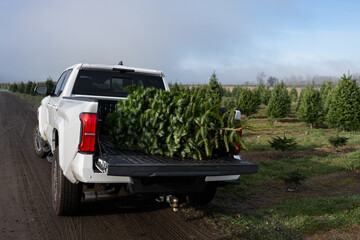 Fresh cut fir tree in pickup truck bed to take home, Christmas holiday tradition, foggy day with sun breaking through on tree farm, Washington State, seasonal background  © knelson20
