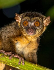 Obraz premium A captivating portrait of a small primate with large, expressive amber eyes, clinging to a branch in its natural habitat
