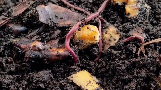 Red earthworms (Eisenia fetida or Red Worms) on the surface of the soil with bananas and their peels. Red earthworms are the most effective at converting organic waste into compost