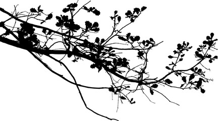 Vector illustration of natural oak tree branch with leaves