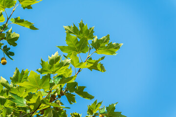 Obraz premium Green Leaves of Pltatanus oreintalis tree on blue sky background