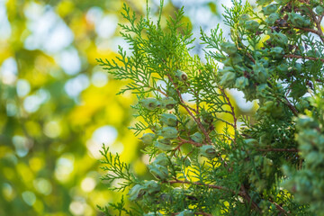 Green branches and young leaves of a thuja tree.