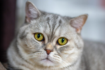 Scottish Cat One Close-Up With Yellow Eyes. High quality photo