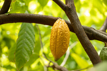 Cacao Tree (Theobroma cacao). Organic cocoa fruit pods in nature.