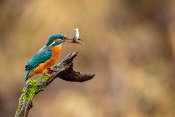 Eisvogel - Kingfisher