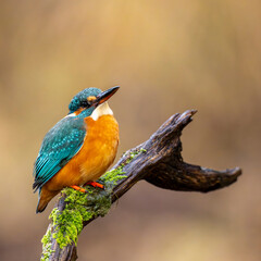 Eisvogel - Kingfisher