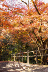 Autumn leaves of red color maple tree, fall season change