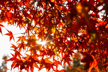 Autumn leaves of red color maple tree, fall season change