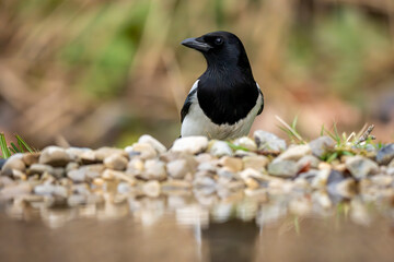 eine Elster an einem Wasserloch