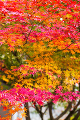 Autumn leaves of red color maple tree, fall season change